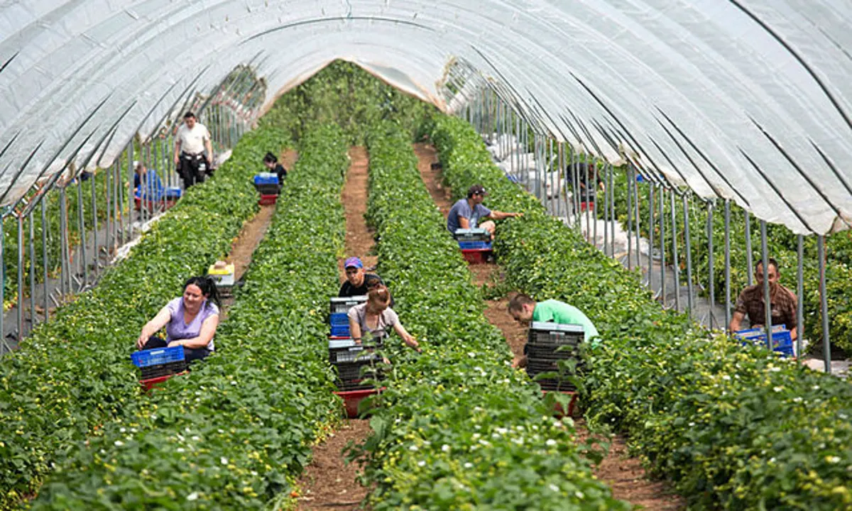 Fruit Picking Jobs