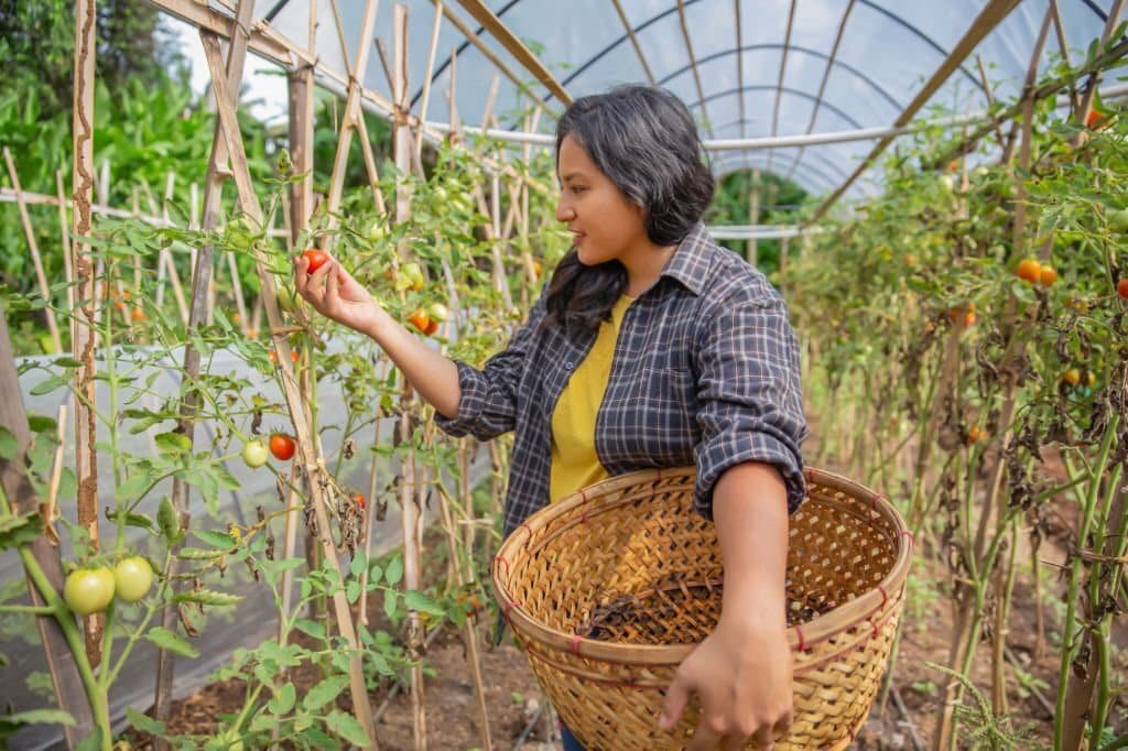 Fruit Picking Jobs