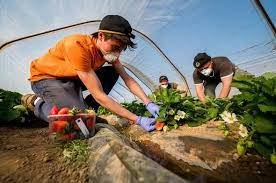 Fruit Picking Jobs